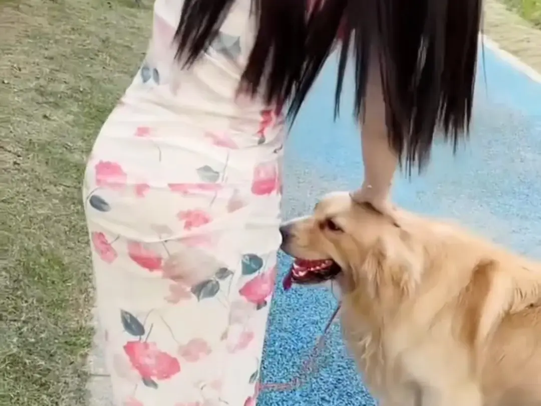 《抖音香香公主与爱犬金毛》完整版在线免费观看-直播回放网盘资源免费领取-抖音香香公主与爱犬金毛精彩合集